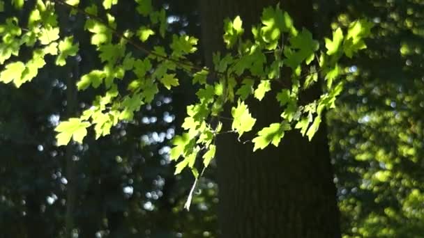 Ahorn gegen Sommer — Stockvideo