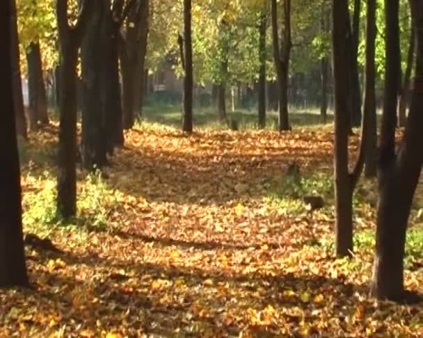 Herbstlaub im Park — Stockvideo