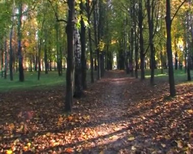 Altın sonbahar park glidecam içinde yürümek