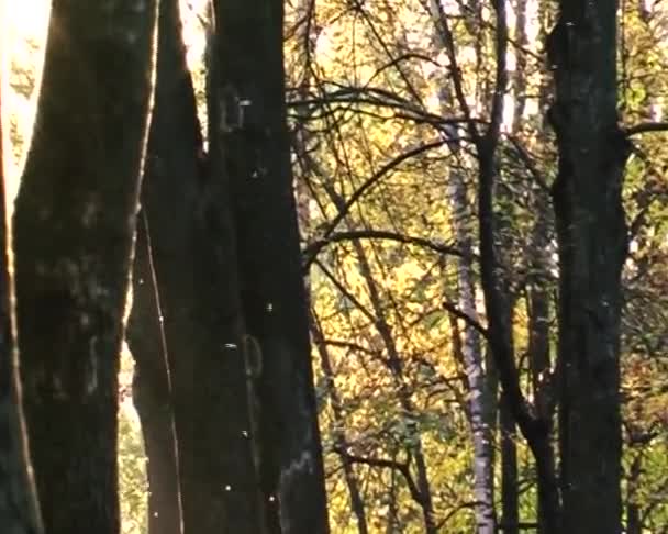 Fliegen fliegen im Herbst — Stockvideo