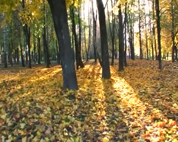 Wandelen in de Gouden herfst park glidecam — Stockvideo
