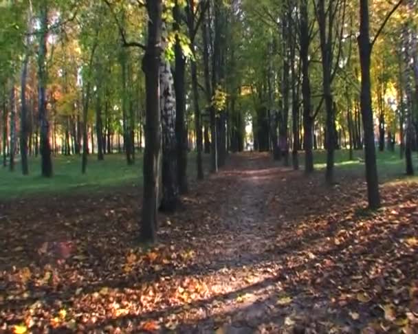 Spacer w złotej jesieni glidecam parku — Wideo stockowe