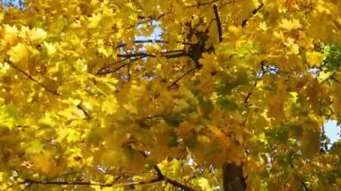 Sarı akçaağaç yaprakları