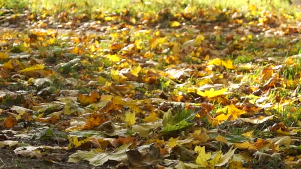 Falling autumn leaves — Stock Video