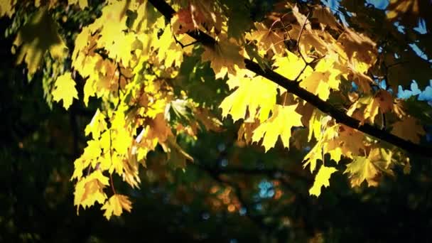 Hojas de arce amarillo — Vídeos de Stock