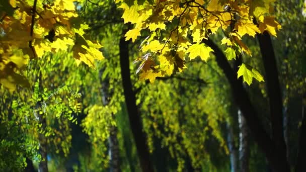 Feuilles d'érable jaunes — Video