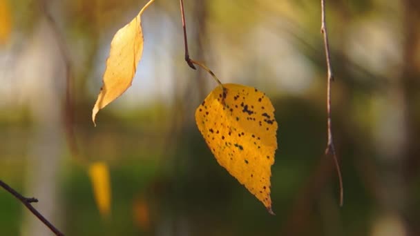 Foglie d'autunno & fiume bokeh mossa — Video Stock