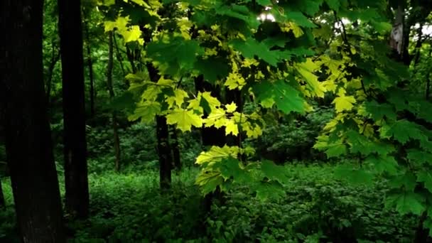 Déplacement vertical Maple contre ressort — Video