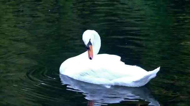 Cygne nettoie ses plumes 