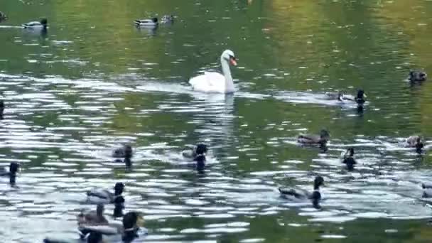 Cisne e gansos nadando no lago — Vídeo de Stock