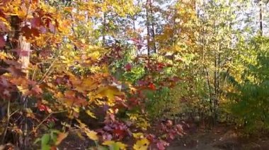 Sonbaharın - steadicam tüm renkleri