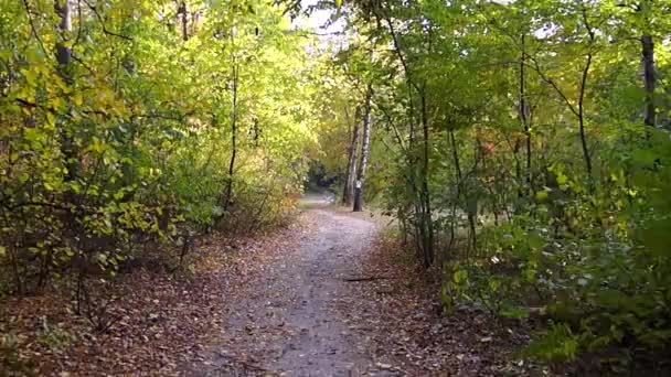 Прогулянка в осінньому лісі зі стейкамом — стокове відео