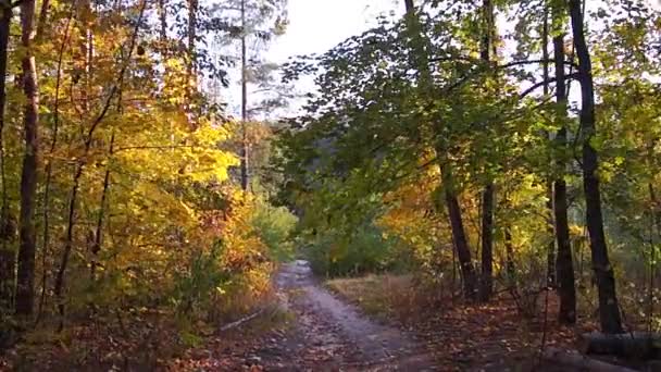 Promenade dans les bois d'automne avec steadicam 