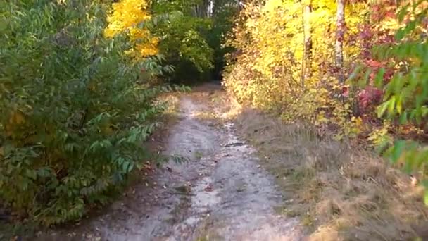 Promenad i höst skogen med steadicam — Stockvideo