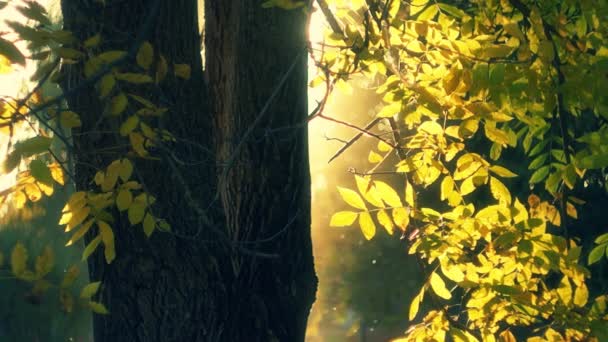 Herbstliche Haselnuss — Stockvideo