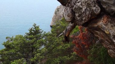 Bir ağaçları ile deniz manzarası