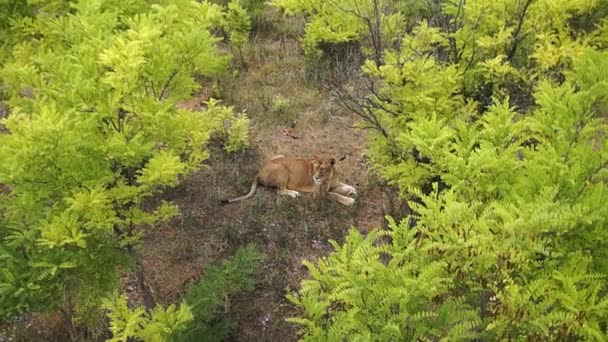 Resting Lion — Stock Video