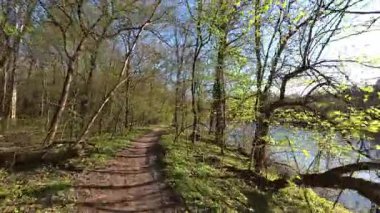 Sakin bir bahar ormanı yolu, güneşli bir günün sıcaklığı altında taze yeşil ağaçlarla çevrili sakin bir nehir boyunca esiyor. Doğanın yenilenmesinin güzelliğini yakalıyor..