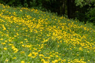 Sarı çiçekler karahindiba tepeleri mavi bulutlu gökyüzünün altında güneşli