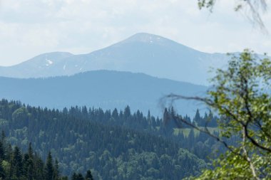 Yazın, Karpat ormanlarının güzel doğal bir manzarası. Orman ekosistemi, orman dağı. Doğal manzara: Yeşil orman. Seyahat fotoğrafı, kimse yok..