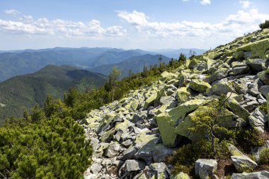 Karpatlar 'ın yaz manzarası. Gün batımında dağ sırasının zirvesine yakın yamacın tepesindeki çimlerin arasında büyük taşlar olan çayır.