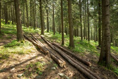 Ormanda yeni kesilmiş bir yığın ağaç. Güzel sabah mistik orman manzarası ve güzel güneş ışığı