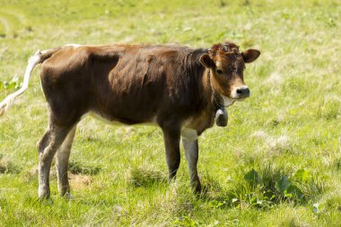 Güzel bir dağ manzarasında çayırdaki inek..