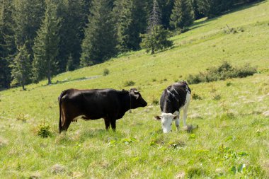 Güzel bir dağ manzarasında çayırdaki inekler.