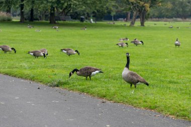 Yaban kazı güpegündüz çimenlikte geziniyor. Kuş doğal ortamda karada yürüyor. Vahşi yaşam ve doğa fotoğrafçılığı.