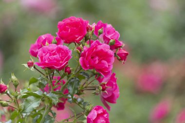 Büyüleyici kırmızı güller zarif bir şekilde güzelliklerini gösteriyorlar hayat dolu, canlı bir bahçe ortamında.