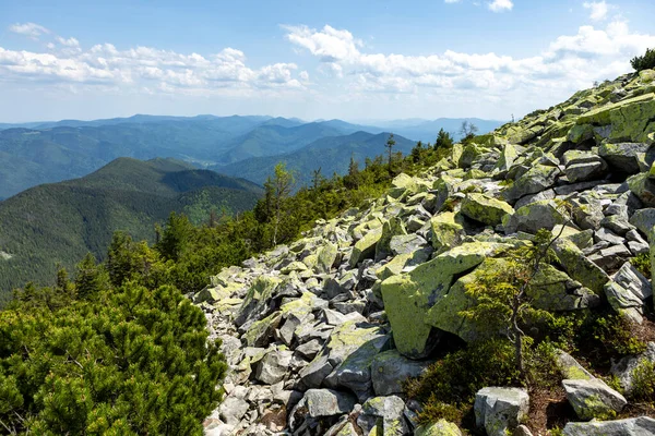 Karpatlar 'ın yaz manzarası. Gün batımında dağ sırasının zirvesine yakın yamacın tepesindeki çimlerin arasında büyük taşlar olan çayır.