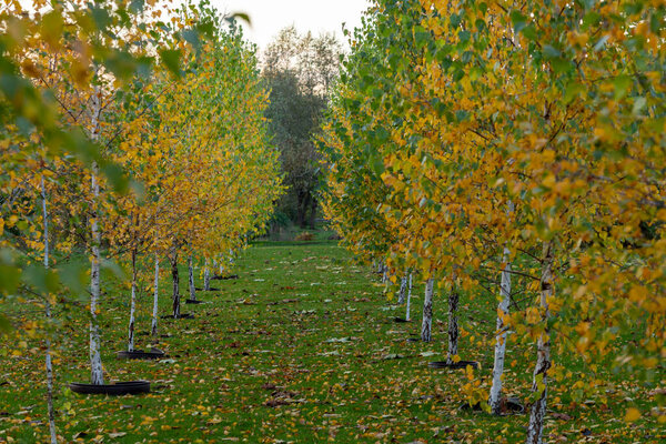 Осенний березовый лес с дорожкой через золотые деревья осенью.