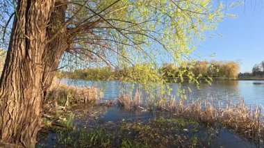 Bahar arkaplanı, batan güneşin ışınlarıyla nehrin üzerine eğilen çiçek açan bir söğüt ağacı.