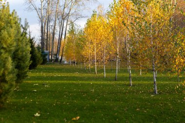 Sonbahar Huş Ormanı Sonbahar Mevsiminde Altın Ağaçlar Arasında Yol.