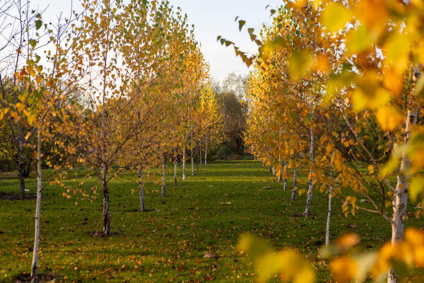 Осенний березовый лес с дорожкой через золотые деревья осенью.
