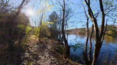 Sonbahar ormanı boyunca altın ağaçlar ve sakin yansıtıcı suyla çevrili nehir kenarında manzaralı bir gezi..