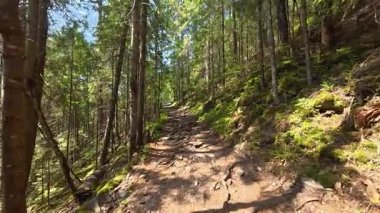 Yaz aylarında yeşil ağaçlar ve temiz havayla çevrili bir dağ yolu boyunca huzurlu bir yürüyüş..