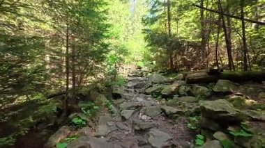 Yazın yeşil ağaçlar ve temiz havayla çevrili kayalık bir dağ yolu boyunca sessiz bir yürüyüş. Bir dağ deresine erişim