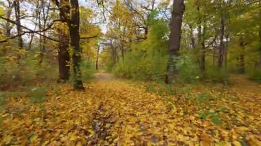 Sıcak altın renklerle dolu güzel bir sonbahar parkında yapraklarla kaplı bir patika boyunca bisiklet sürmek..