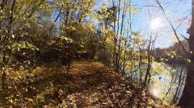 Nehir boyunca sonbahar yolu boyunca bir yürüyüş. Sarı sonbahar ağaçlarının arkaplanı.