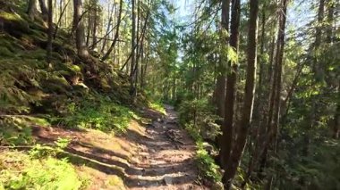 Güneşli bir günde, yüksek ağaçlar ve benekli güneş ışığıyla çevrili bir dağ yolu boyunca bir yürüyüş. Yol doğada esiyor, huzur, temiz hava ve manzaralı güzellik sunuyor..