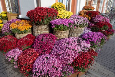 Çok renkli kasımpatılar şehrin sokaklarını süslüyor.