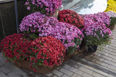 Çok renkli kasımpatılar şehrin sokaklarını süslüyor.