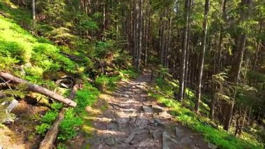 Güneşli bir günde, ağaçların arasından süzülen parlak yeşillikler, taşlar ve ılık ışıklarla çevrili bir dağ ormanında kayalık bir yolda yürümek..
