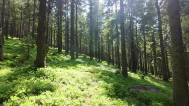 Kameralar hareketli bir yaz ormanı boyunca hareket ediyor. Yoğun yeşil yaprakların arasından süzülen güneş ışığı sakin ve büyüleyici bir derinlik hissi yaratıyor..