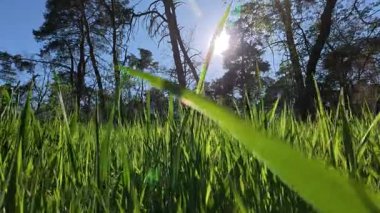 Yeni yetişmiş çimlerin üzerinde süzülen sakin bir kamera, arka planda giderek büyüyen zengin bahar bitki örtüsü tabakalarıyla birlikte..