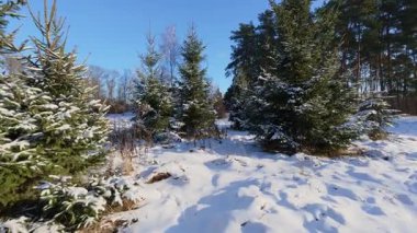 Aydınlık bir günde, köknar ağaçlarıyla süslenmiş bir kış harikalar diyarı sahnesi, neşeli bir yeni yıl masalının sihrini ve sakinliğini çağrıştırıyor..