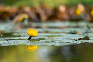 Nehir yüzeyi sarı nilüferlerle kaplı. Yumuşak güneş ışığı altında yemyeşil yaprakların arasında sessizce süzülüyorlar..