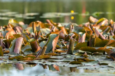 Altın sarısı nilüferler nehirde yüzerek huzurlu doğal çevreye sıcaklığı ve sessiz güzelliği getirirler..