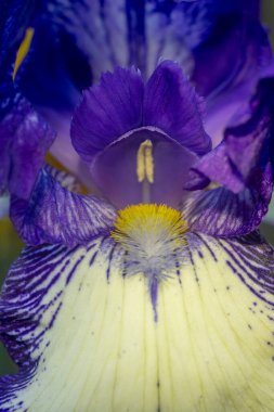 Canlı, mor bir iris çiçeğinin yakın çekimi. Hassas taç yaprakları ve karmaşık ayrıntıları yumuşak odaklı bir arka plana vurgulanır..
